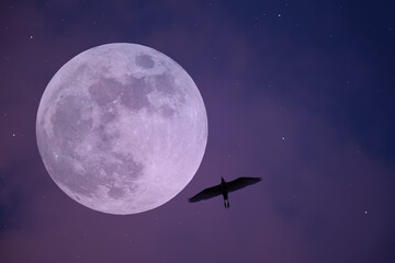 Full moon with silhouette bird on the sky.