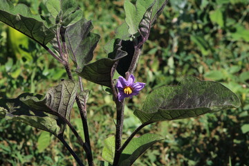 Purple of eggplant flower blooming  in Organic garden ,Italy