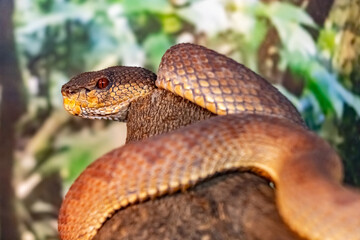 Shore pit viper. Trimeresurus purpureomaculatus. close up.