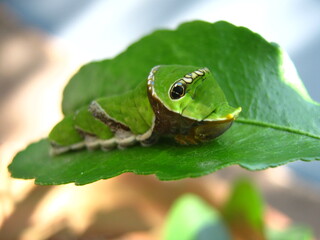 green caterpillar leaves