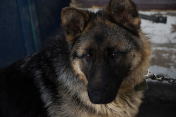 portrait of german shepherd dog