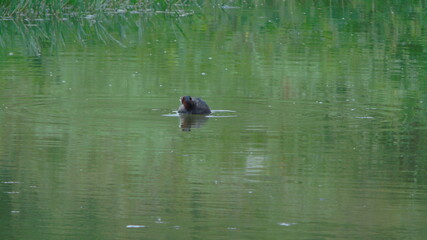 ducks in the lake