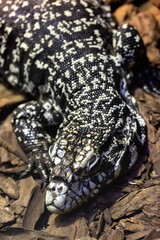 Argentine black and white tegu. Tupinambis merianae. close up.