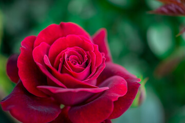 red rose in garden