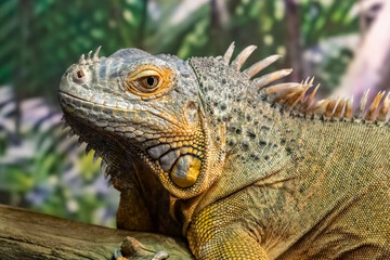 The iguana is green. Iguana iguana. close up.