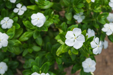 White flower (Gerdenia Crape Jasmine) with green leaves close-up.