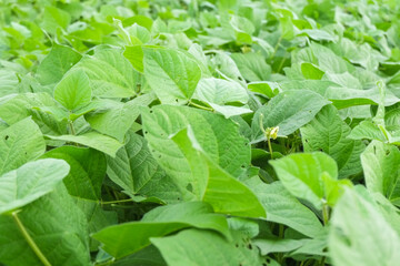 Green leaves of green mung bean trees in organic agricultural fields pattern close-up.