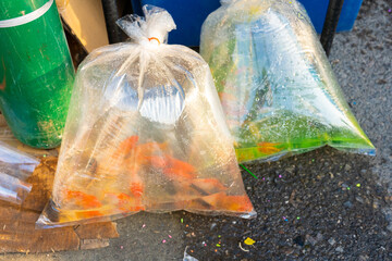 A street seller of decorative aquarium fish sells live fish in plastic bags