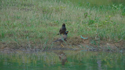 great blue heron ardea cinerea