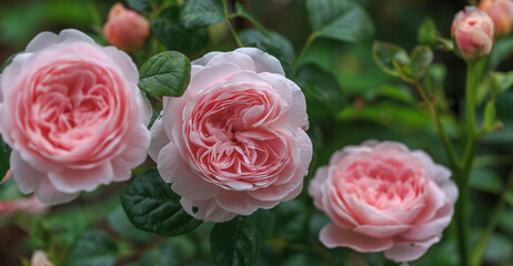 Blooming pink rose in the garden on a sunny day.