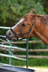 Fototapeta premium Funny horse drinking and playing with water as the water trough fills up