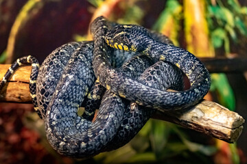 Mangrove snake. Boiga dendrophila divergens. close-up.