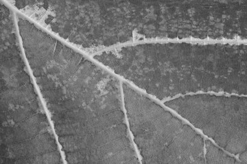 Fototapeta na wymiar pattern of brown leaf