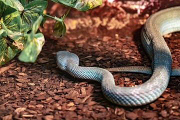 White-lipped island pitviper. Trimeresurus insularis. Close up