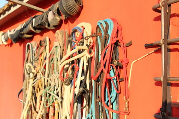 Colored bridles for horses