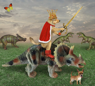The beige dog king in a red cloak, a gold crown and boots with a sword with a ruby is riding a war triceratopsin the field where other dinosaurs are grazing. His squire is next to him.