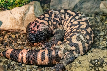 Heloderma suspectum. Gila monster close-up.