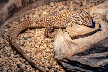 Varanus acanthurus. Ridge-tailed Monitor. 