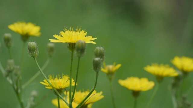 Wiesen Pippau, yellow blossom from may until june and called rough hawksbeard or the botanic name is Crepis biennis