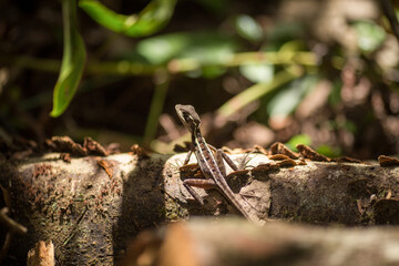lizard in the jungle in Costarica