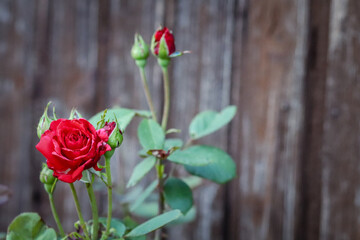 unopened bud of floribunda rose or scentimental bud