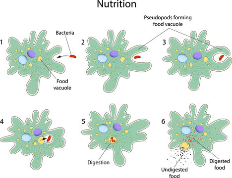 Nutrition of Amoeba