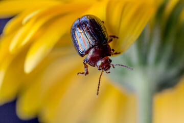 Chrysolina
