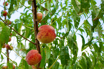 Close-up, branch of a tree peach with ripe red juicy fruits in a green garden. Summer vitamins