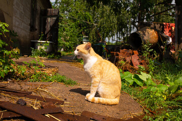 Red cat in the courtyard of the house in the village. Red cat walks summer outdoors