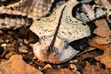 the flat Head of a venomous Gabonese Viper curled up on the ground.Bitis gabonica.  close up.