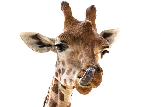 High-key portrait of a giraffe