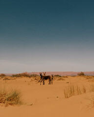 Beautiful landscape and hardscape at Morocco