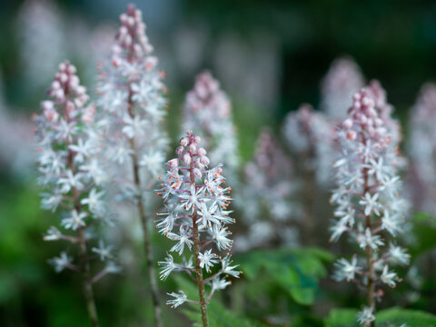 Blooming heartleaf foamflower or false miterwort in spring. Close-up of flowering Tiarella cordifolia. Selective focus with blurred background. Shallow depth of field.