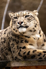 Portrait of a gorgeous snow leopard on the shoulder quietly lying in the cage of the zoo. IRBIS. close-up.