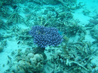 Naklejka na ściany i meble Blue coral in the Great Barrier Reef, Australia