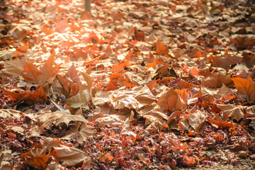 autumn leaves on the ground