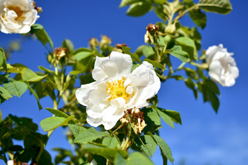 big white flower tree background