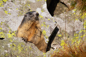 Alpine marmot, marmota marmota, standing on rock during the summertime. Wild rodent observing surrounding from the stone. Little mammal looking around in nature.