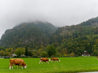 Fototapeta na wymiar Cows graze on a field in Austria,