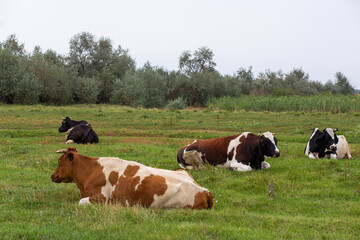 Rural cows graze on a green meadow. Rural life. Animals. agricultural country