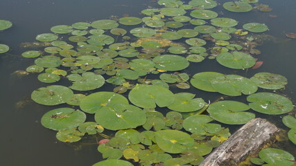 lily pad