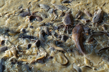 An enormous amount of catfish feed and eat in the canal.
