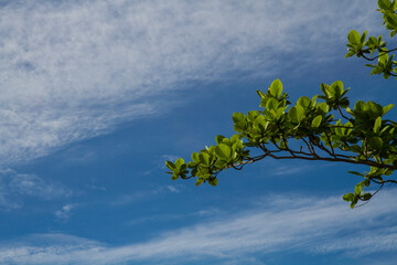 green leaves against blue sky