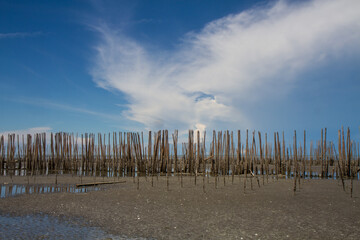 Brownish seashore  in the sunny day