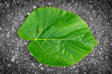 Green leaf lies on a dark pavement