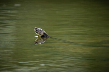 European grass snake in an oxbow branch of the river Rhine