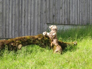 Kunst der Natur am Baumstamm
