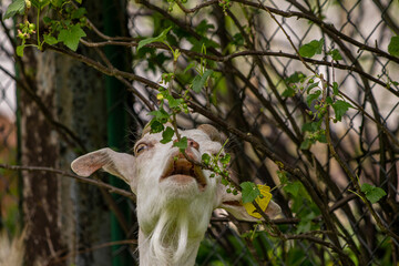 Domestic goat eating leafs