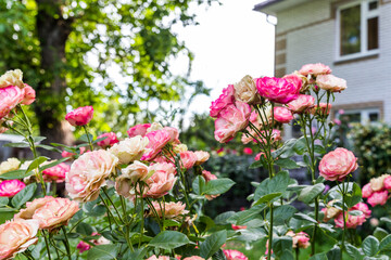
Pink-orange roses in the garden with large bushes in the evening.