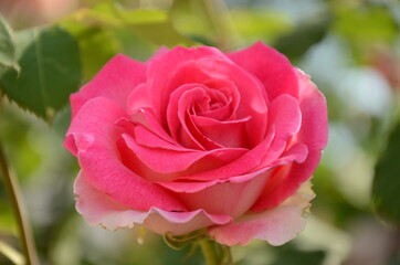 pink rose in garden